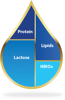 HMOs are the third most abundant component of breast milk (excluding water).