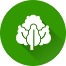 Grupo de alimentos de vegetales
