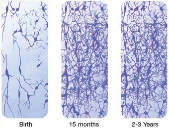 Brain Cell Connections