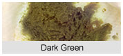 Dark Green Baby Poop