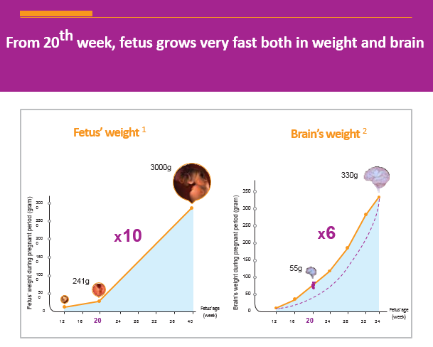 Fetus Growth Chart