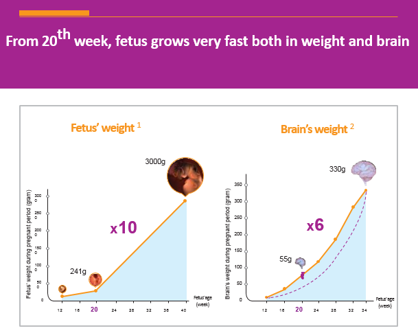 Fetal Development By Week Chart