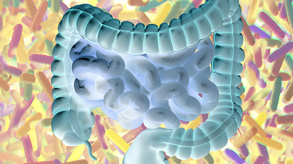 A 3D rendering of the gut.