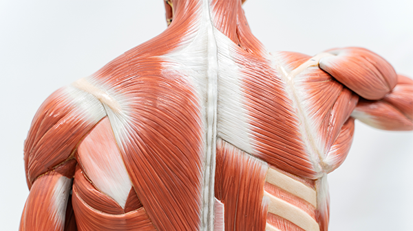 An artistic rendering of muscles as viewed from the back.