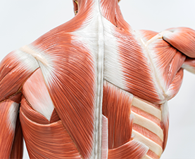 An artistic rendering of muscles as viewed from the back