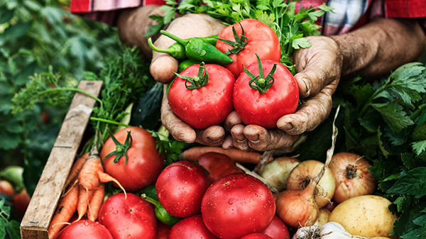 A picture of some hands holding tomatoes.