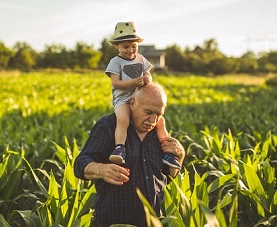 A grandfather carries his grandson on his shoulders as they walk through a field of crops at sunset