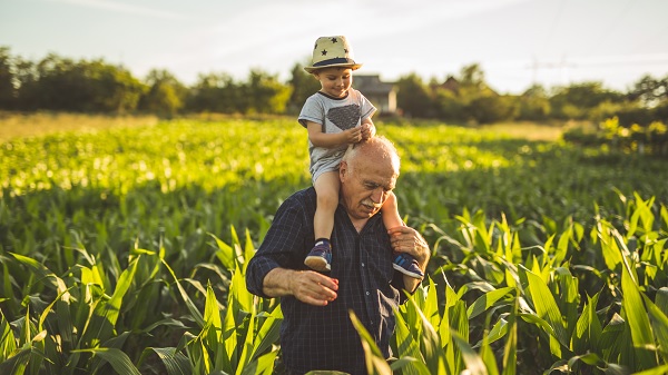 A grandfather carries his grandson on his shoulders as they walk through a field of crops at sunset