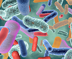 A collection of healthy bacteria in the microbiome