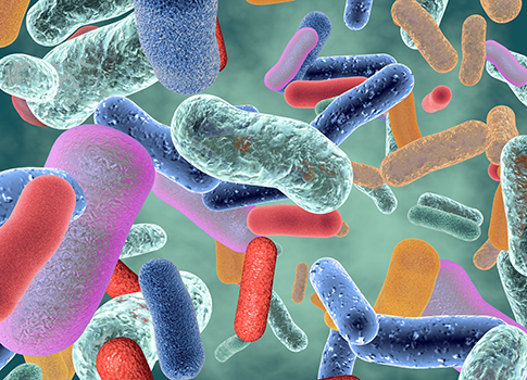 Beneficial healthy intestinal bacterium micro flora
