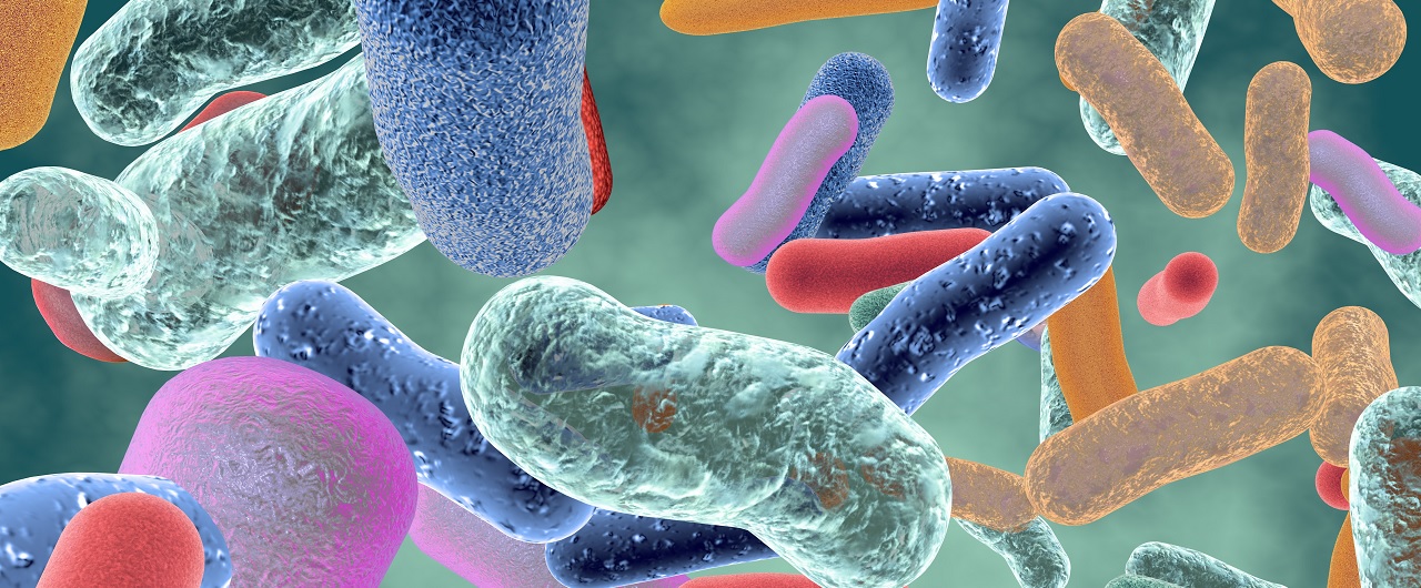 Un conjunto de bacterias saludables en el microbioma