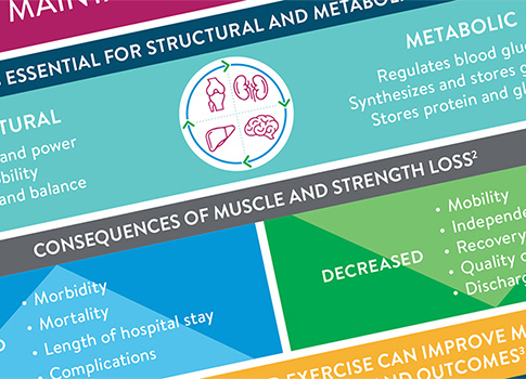 Image partielle du document infographique « L’importance du maintien de la masse musculaire ».