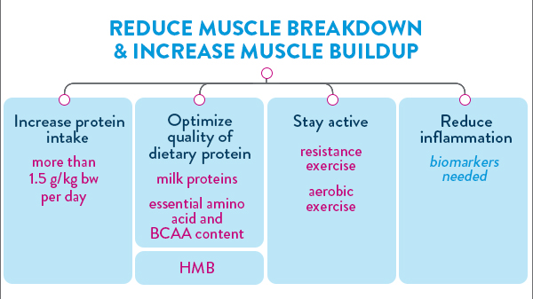 A slide discusses ways to reduce muscle breakdown and crease muscle buildup, such as increasing protein intake, optimizing quality of dietary protein, staying active, and reducing inflaming. 