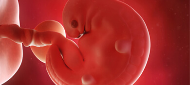 جنين في الرحم في الأسبوع السادس من الحمل