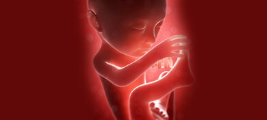  جنين في الرحم في الأسبوع الـ 29 من الحمل