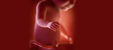 جنين في الرحم في الأسبوع الـ 31 من الحمل