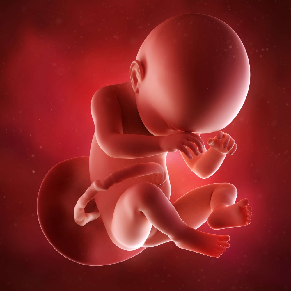 جنين في الرحم في الاسبوع 38 من الحمل