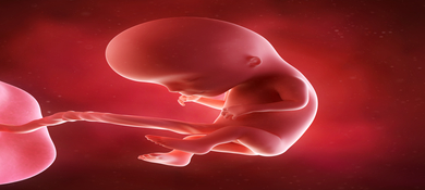 جنين في الرحم في الأسبوع الثاني عشر من الحمل