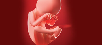 جنين في الرحم في الاسبوع العشرين من الحمل