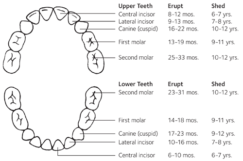 teeth_development