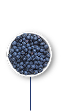 This Glucerna® high fibre meal plan includes fresh blueberries