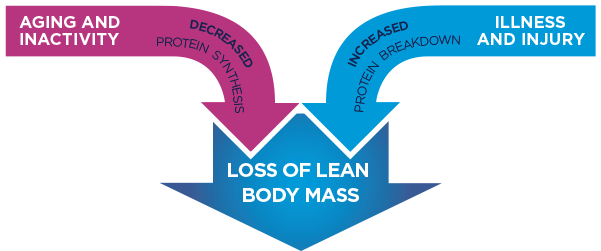 lean-body-mass-lbm-loss-fight-sarcopenia