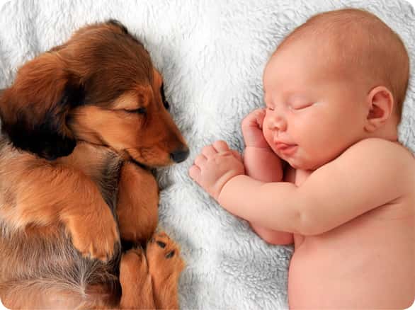 כלב ישן ליד תינוק