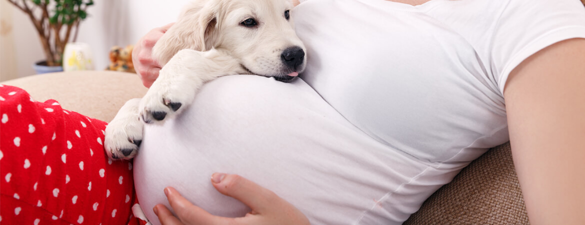 אישה בהריון עם כלב נשען על הבטן שלה, בבית