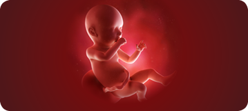 baby-development-359x161