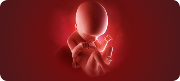 baby-development-359x161